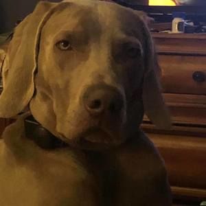 Meet your Posher, Lance